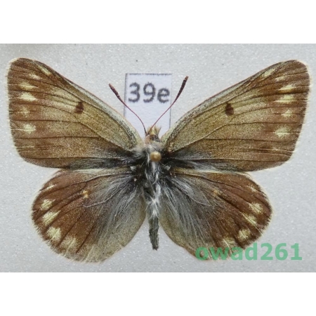Colias cocandica maja Grum-Grshimailo, 1891 Uzbekistan39e